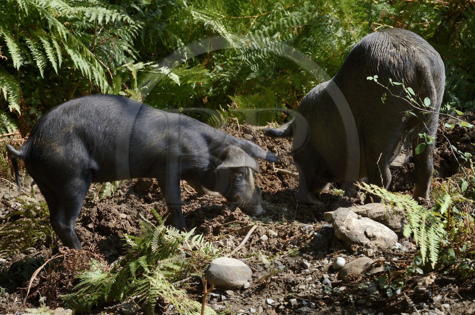 France, Haute-Corse (2B), Castagniccia, cochon semi-sauvages en liberté