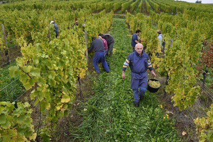 France, Bas-Rhin (67), Route des Vins d'Alsace, Mittelbergheim, labellisé Les Plus Beaux Villages de France, vendanges manuelles au domaine Wittmann