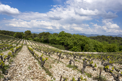 France, Vaucluse, Dentelles de Montmirail mountains, Séguret, the vineyards of the Domaine Mourchon wine estate