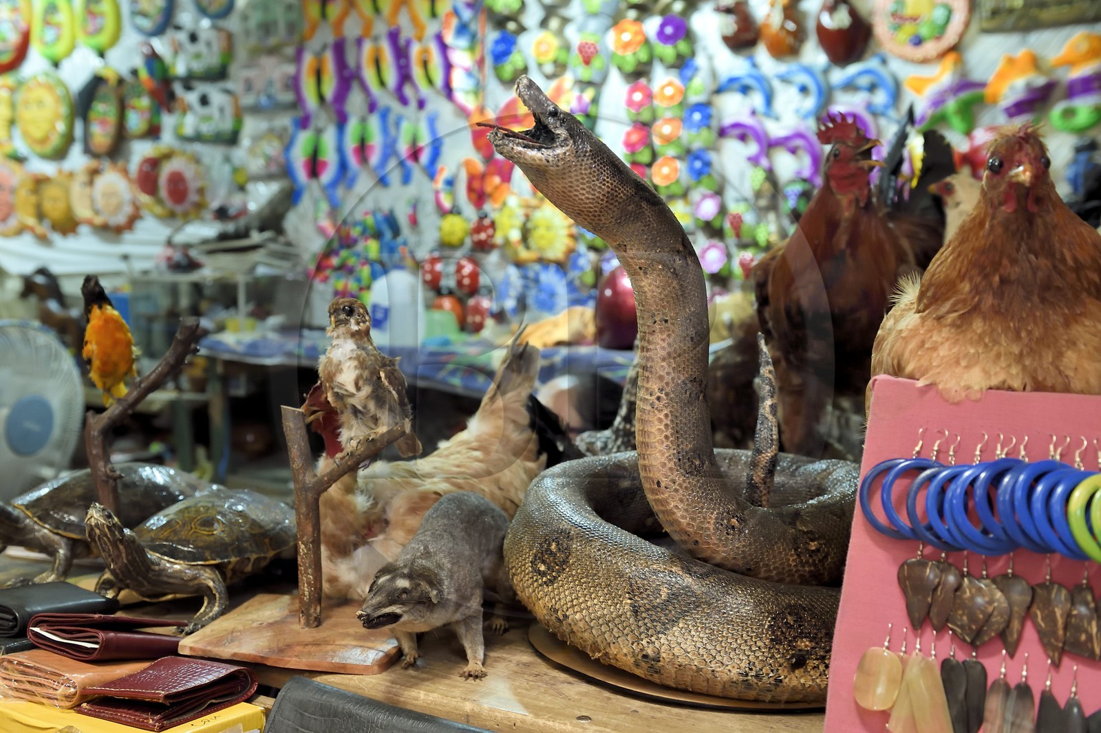 Nicaragua, Masaya, the Mercado Municipal Ernesto Fernandez market, stuffed snake