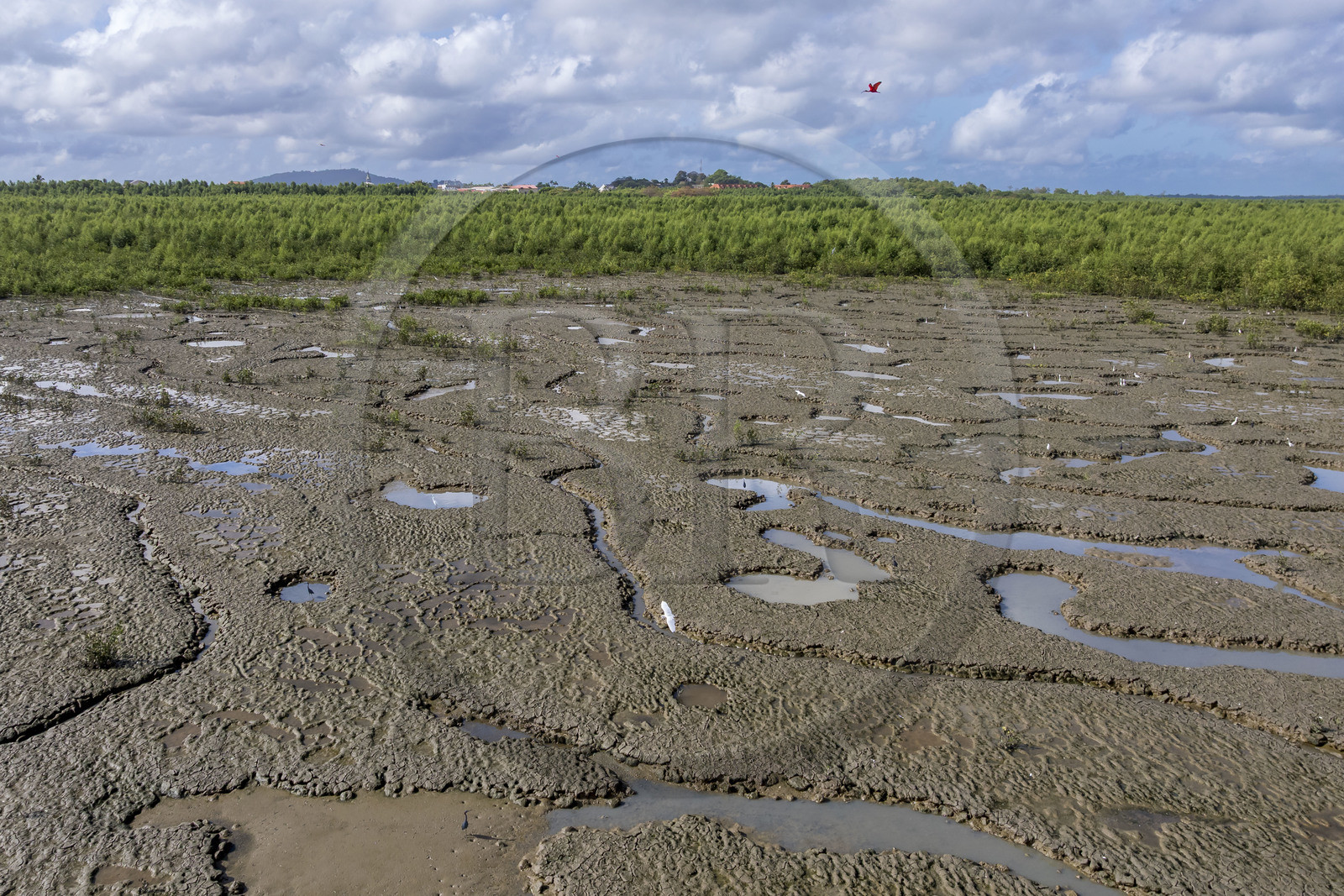 France, Guyane, Cayenne, la mangrove a pris position sur les bancs d'alluvions entrainés des montagnes des Andes par le fleuve Amazone et entoure la totalité de la presqu'île de Cayenne, dans une période cyclique future elle disparaitra complétement pour à nouveau laisser place à la mer, ibis rouge en vol (vue aérienne)