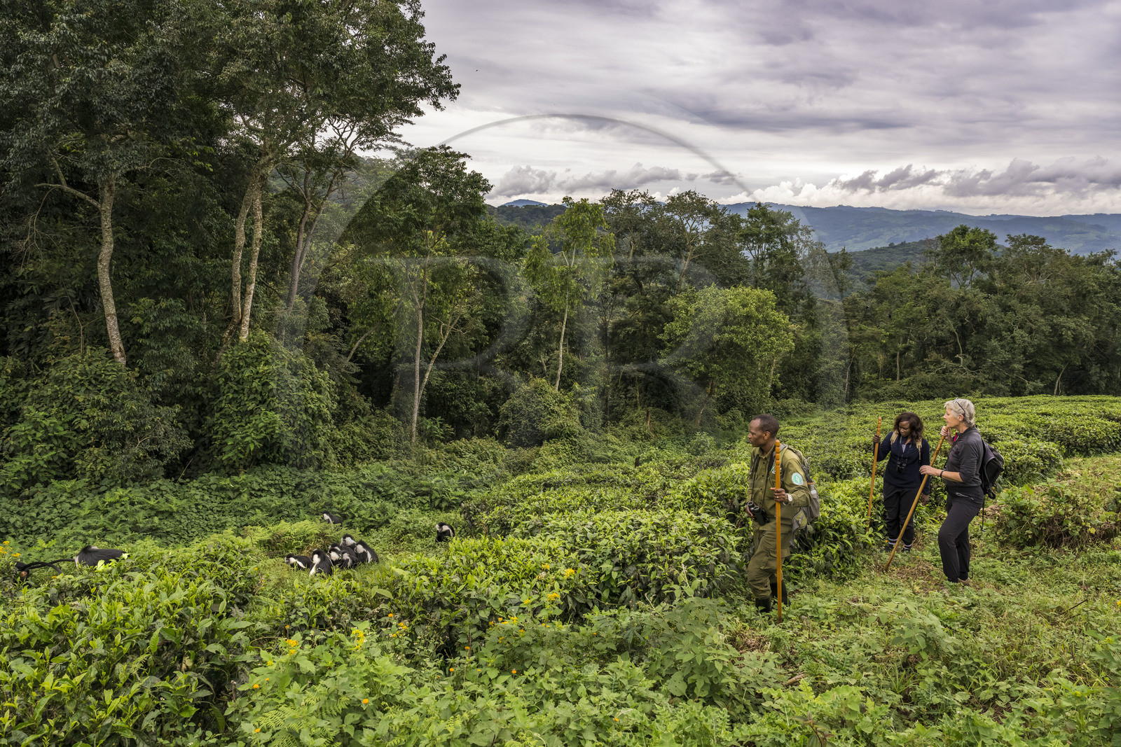 Rwanda, Western Province, Gisakura, Nyungwe National Park, African Parks ranger Claver Mtoyinkima guiding tourists on the trail of Ruwenzori colobus (Colobus angolensis ruwenzorii) during a walking safari in the natural rainforest on the edge of tea plantations