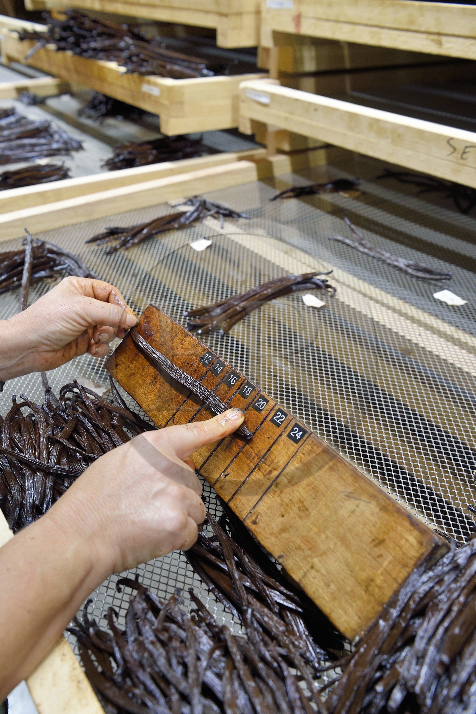 France, Ile de la Reunion, Saint-Louis, Domaine de Bellevue, producteur de vanille biologique, calibrage des gousses de vanille