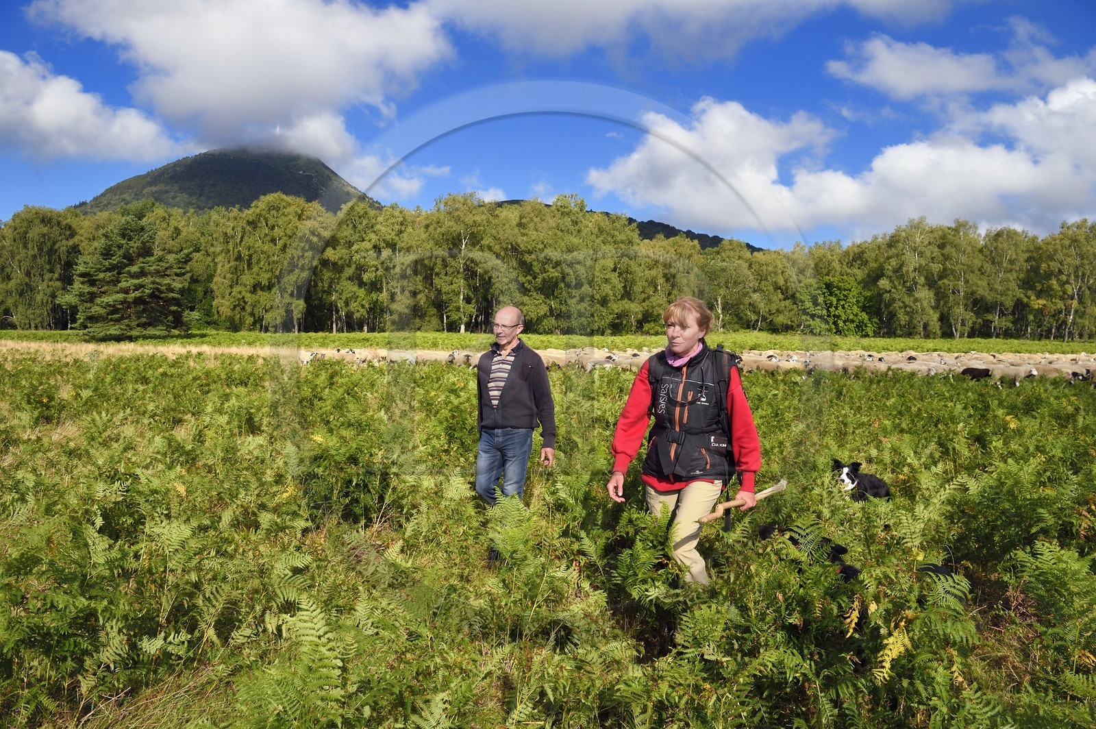 France, Puy-de-Dôme (63), Parc Naturel Régional des Volcans d'Auvergne, Chaine des Puys classée Patrimoine Mondial de l’UNESCO, la bergères Ostiane Vuillermoz et l'éleveur ovin Jean-Luc Tourreix avec son troupeau de brebis Rava au pied du volcan Puy de Dôme