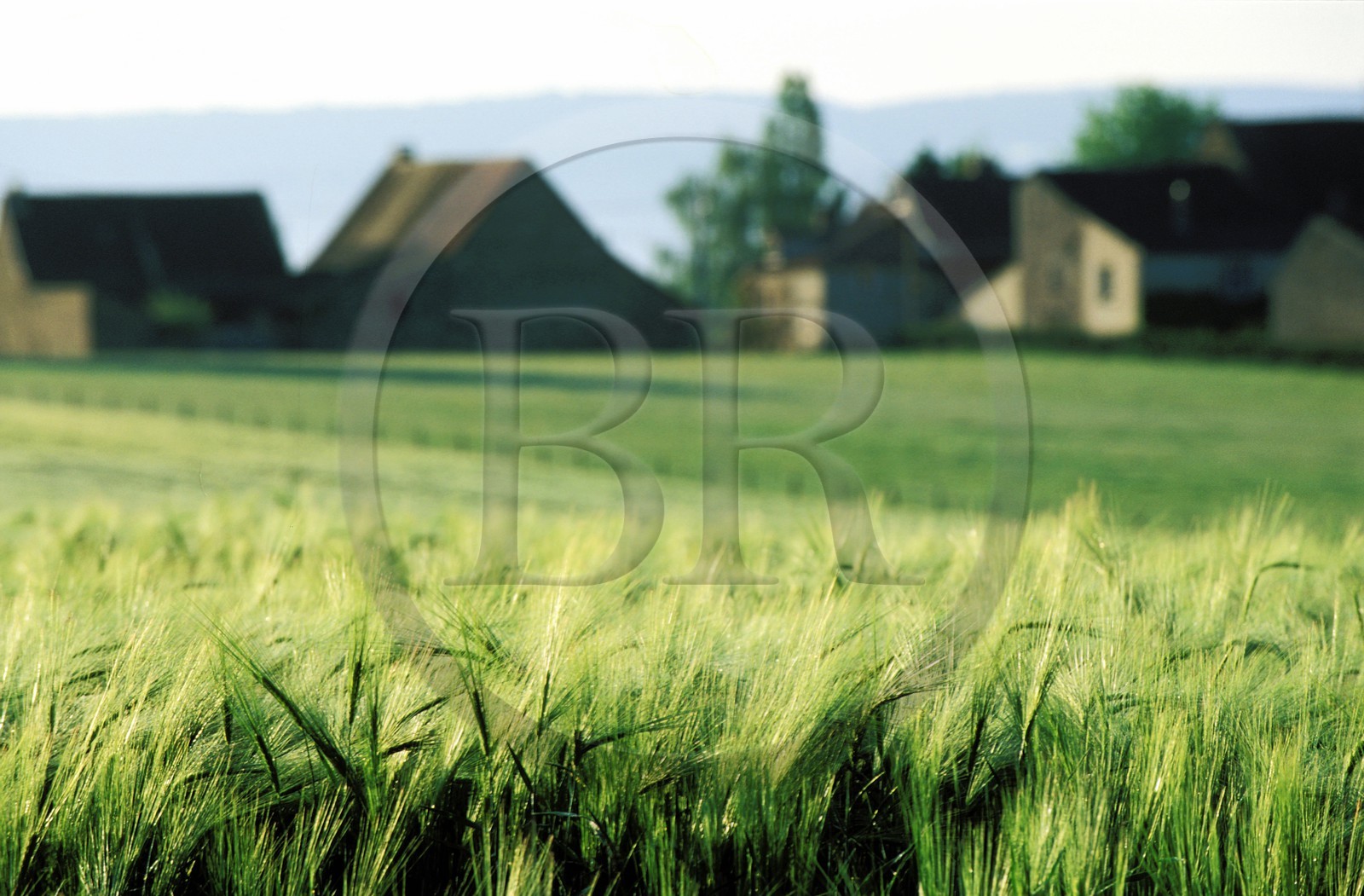 France, Saône-et-Loire (71), Mâconnais, région de Chapaize champs de blé (vert)