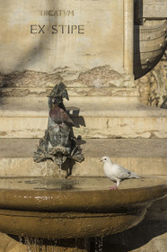 France, Gard, Aigues Mortes, pigeons drinking water from the fountain on the place Saint Louis