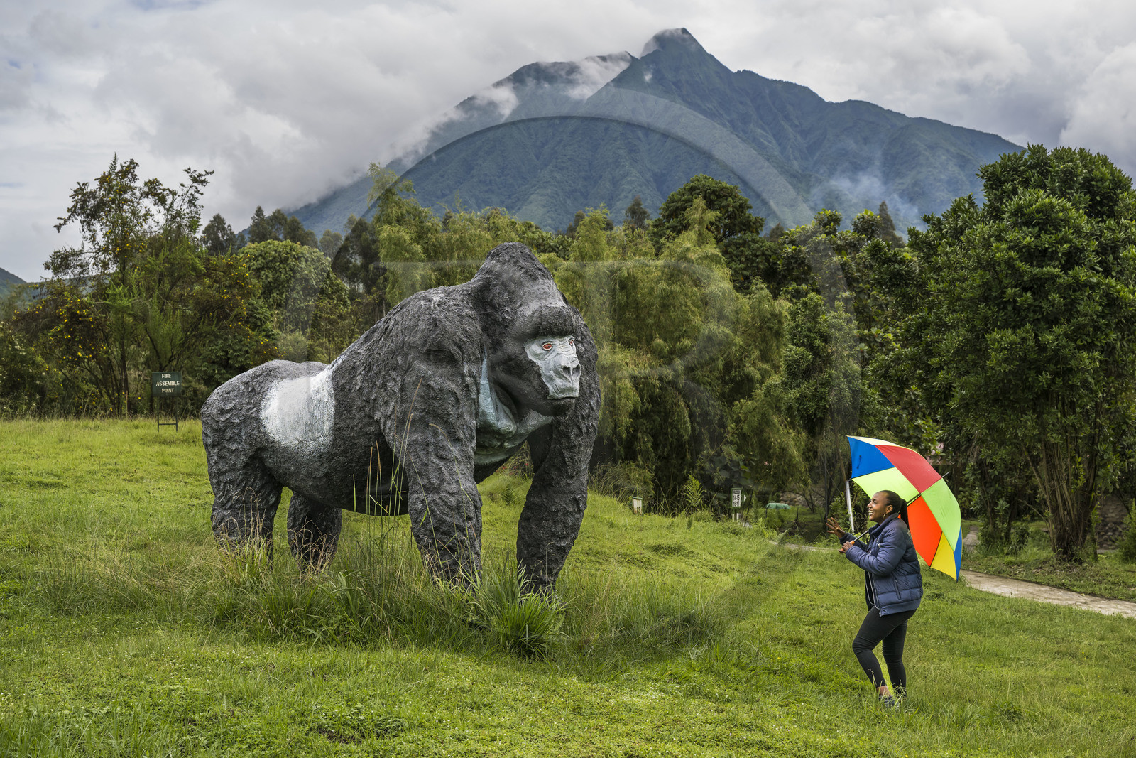 Rwanda, Province du Nord, District de Musanze (Ruhengeri), Kinigi, Mountain Gorilla View Lodge, le mont Sabyinyo dans les montagnes des Virunga en arrière plan