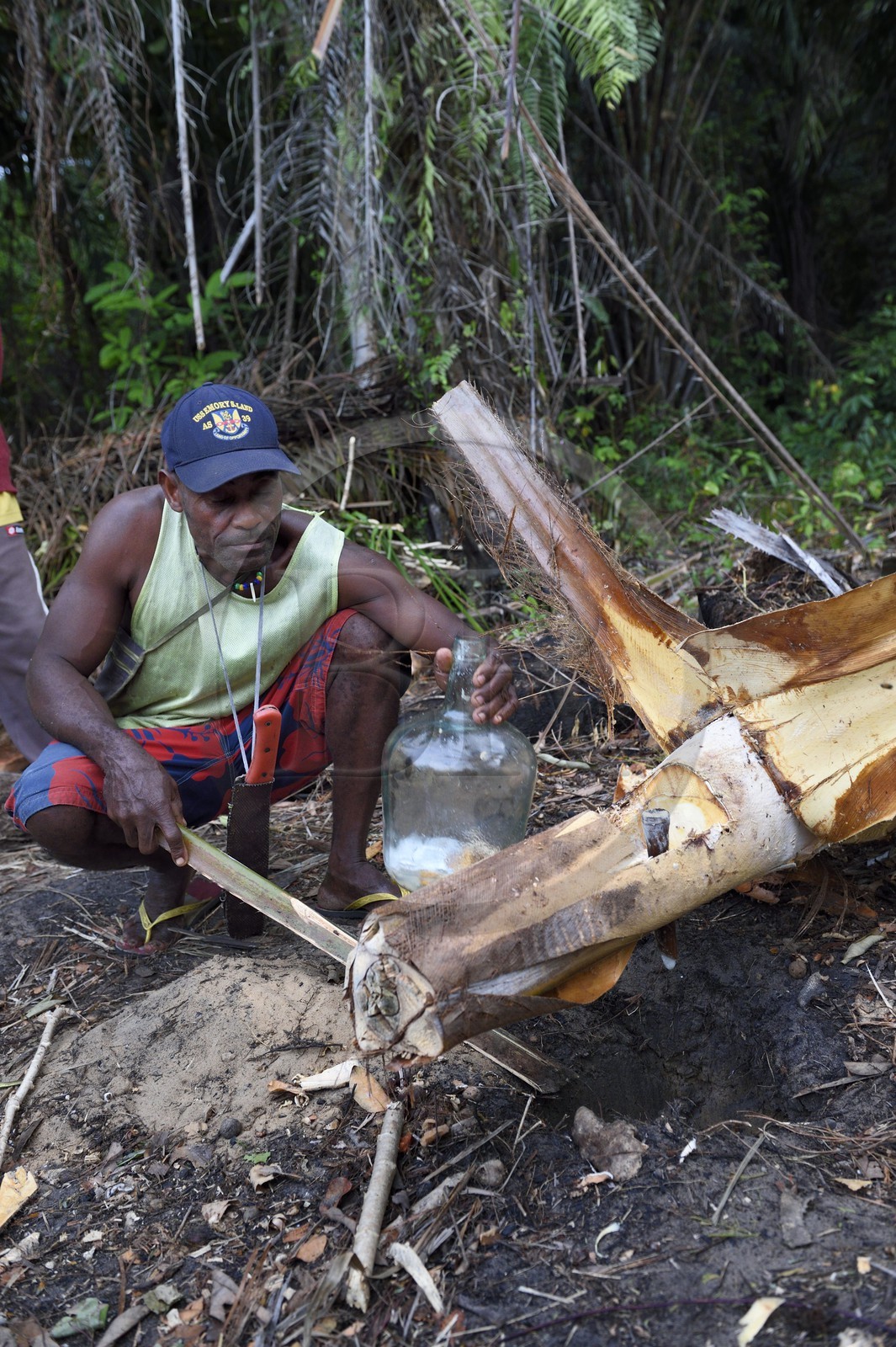 Gabon, province de Ogooué- Maritime, Omboué, région du Loango, producteur de vin de palme, récupération du jus de palme directement dans le tronc