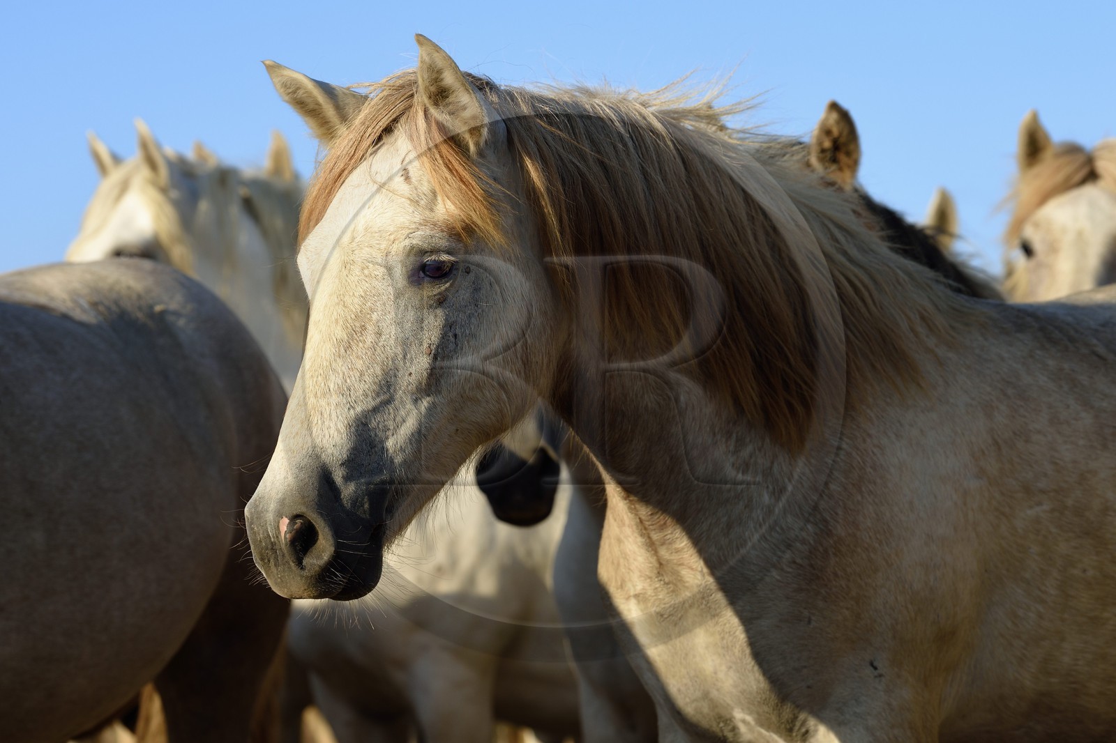 France, Bouches-du-Rhône (13), Parc naturel régional de Camargue, vers l'étang de Malagroy, manade Jacques Mailhan, chevaux de Camargue dans la sansouire