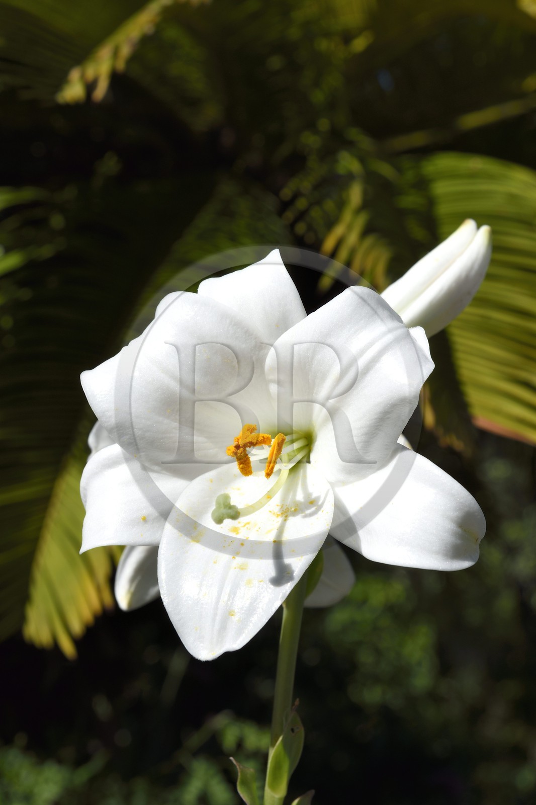 France, Alpes-Maritimes (06), Grasse, lys de la Madone (Lilium candidum)