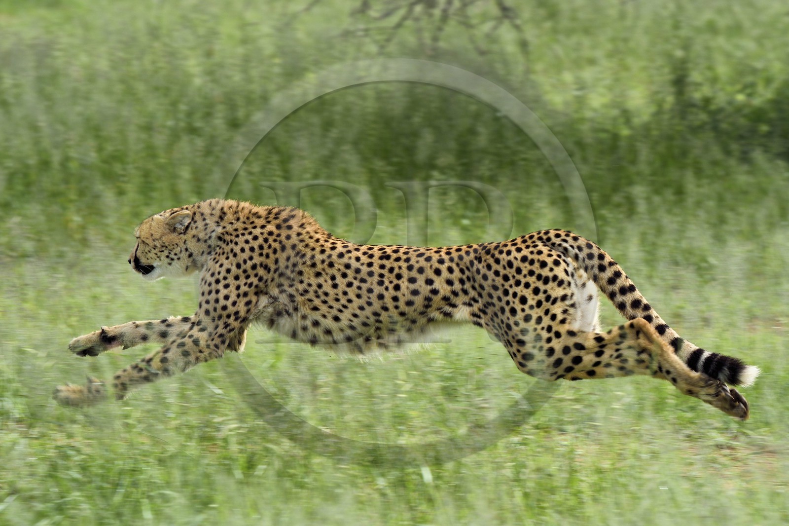 Namibie, Otjiwarongo, Cheetah Conservation Fund, centre de recherche et d'éducation, guépard (Acinonyx jubatus) entrainé à courir pour rester en forme et sain