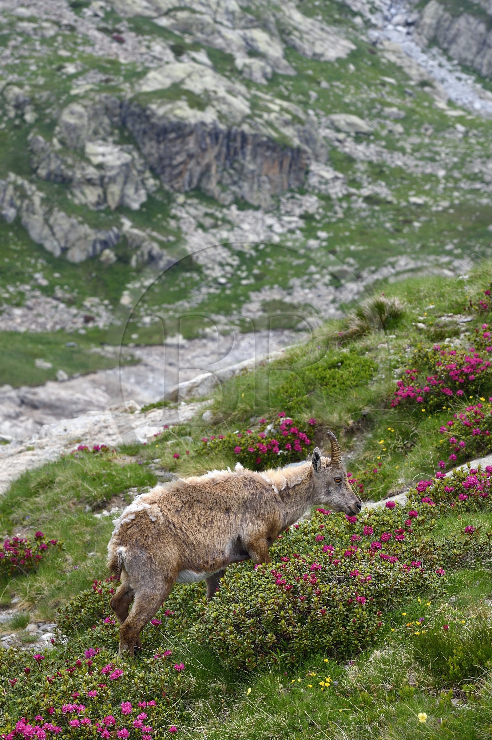 France, Alpes-Maritimes (06), parc national du Mercantour, vallée de la Valmasque, étagne, bouquetin (Capra ibex) femelle des Alpes