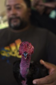 France, Ile de la Reunion, Petit Tampon, combat de coqs dans le Rond de Coq