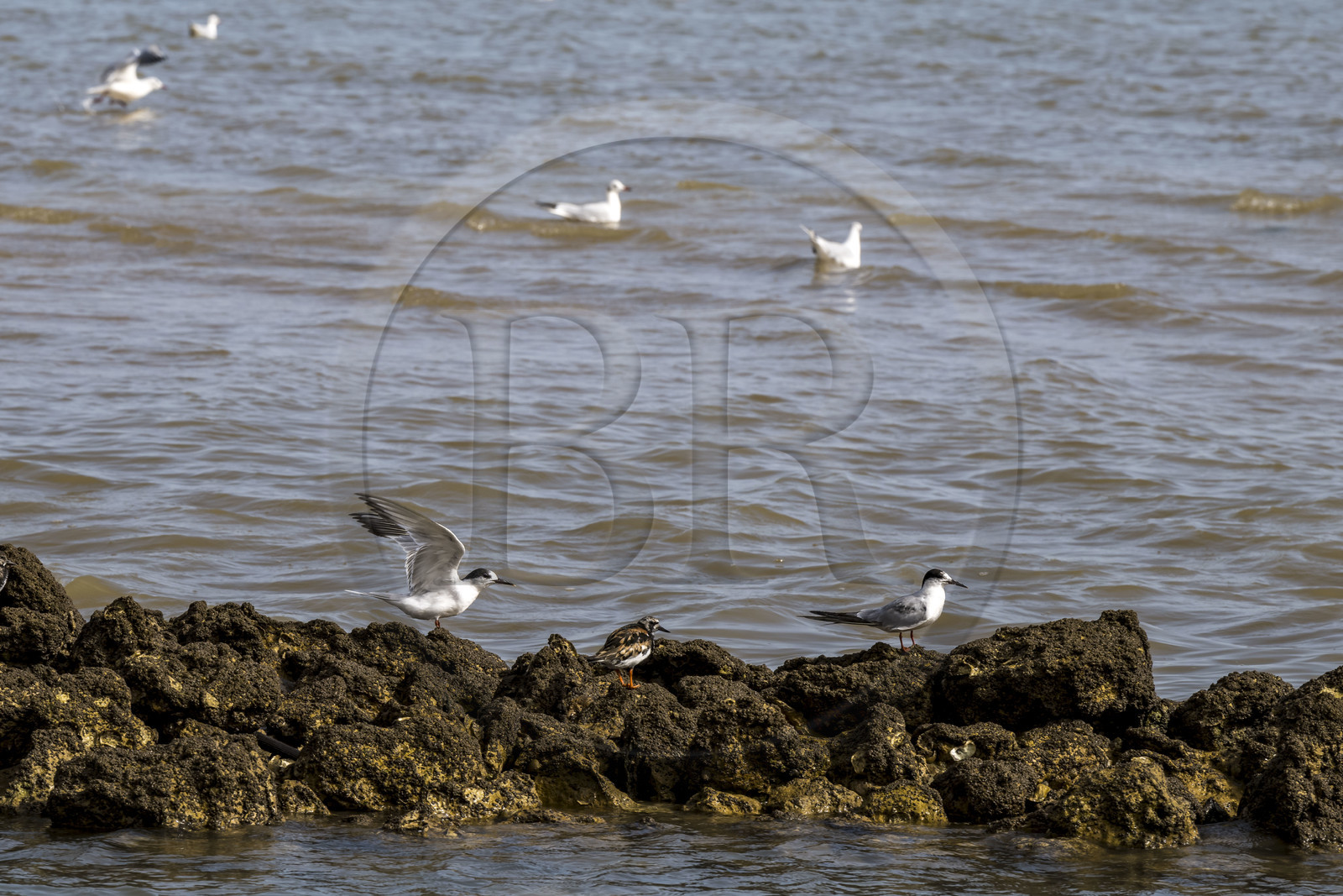 France, Charente-Maritime (17), Ile d'Oléron, Dolus-d’Oléron, sterne et tourne-pierre à collier