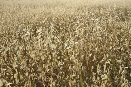 France, Var (83), Provence Verte, Bras, vers Saint-Maximin-la-Sainte-Baume, la maison d'hotes Le Peyrourier - une campagne en Provence, champ de folle-avoine