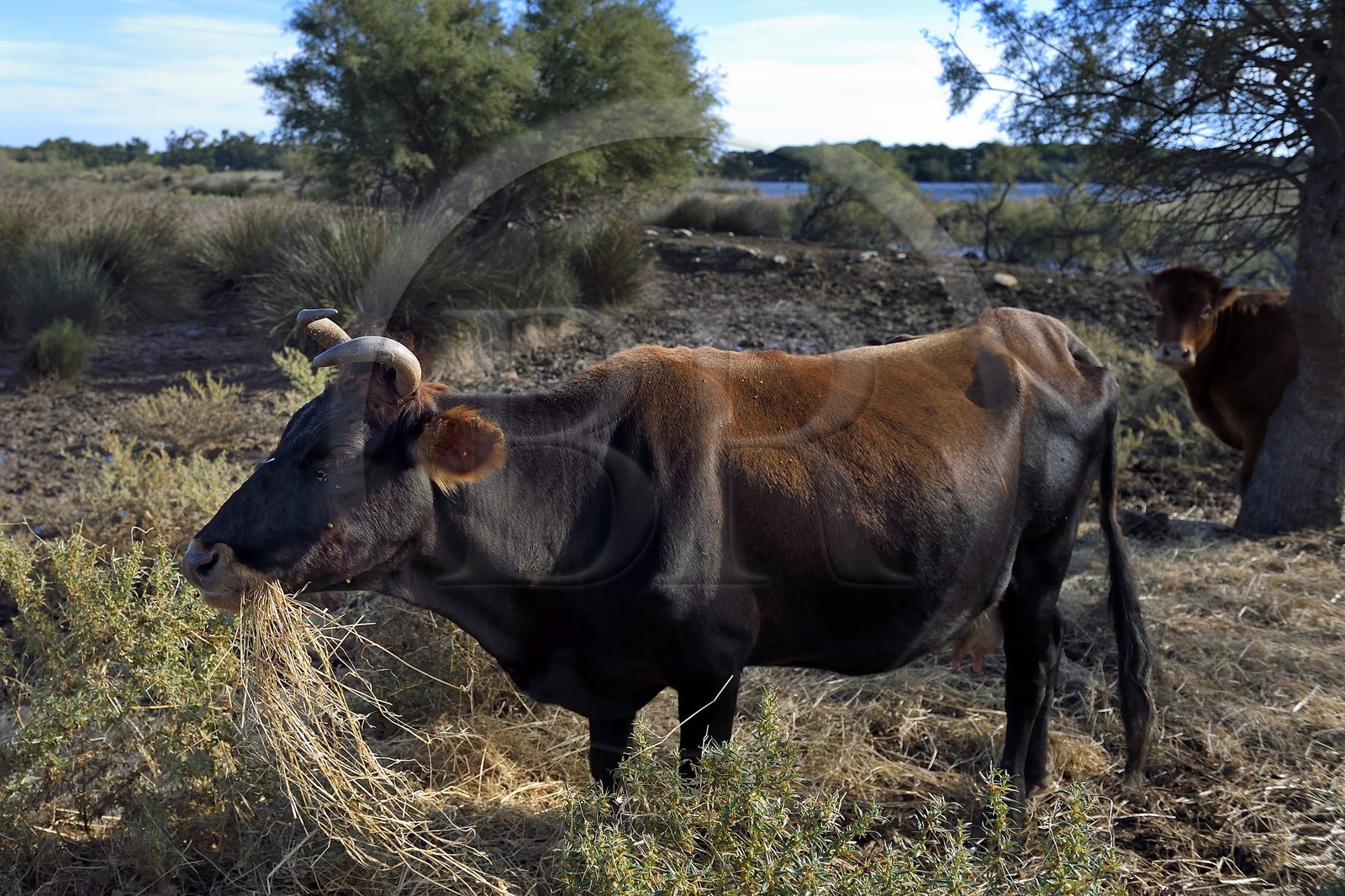 France, Haute-Corse (2B), l'étang de Biguglia (stagnu di Chjurlinu), élevage de vaches en bordure de la réserve naturelle de l'étang