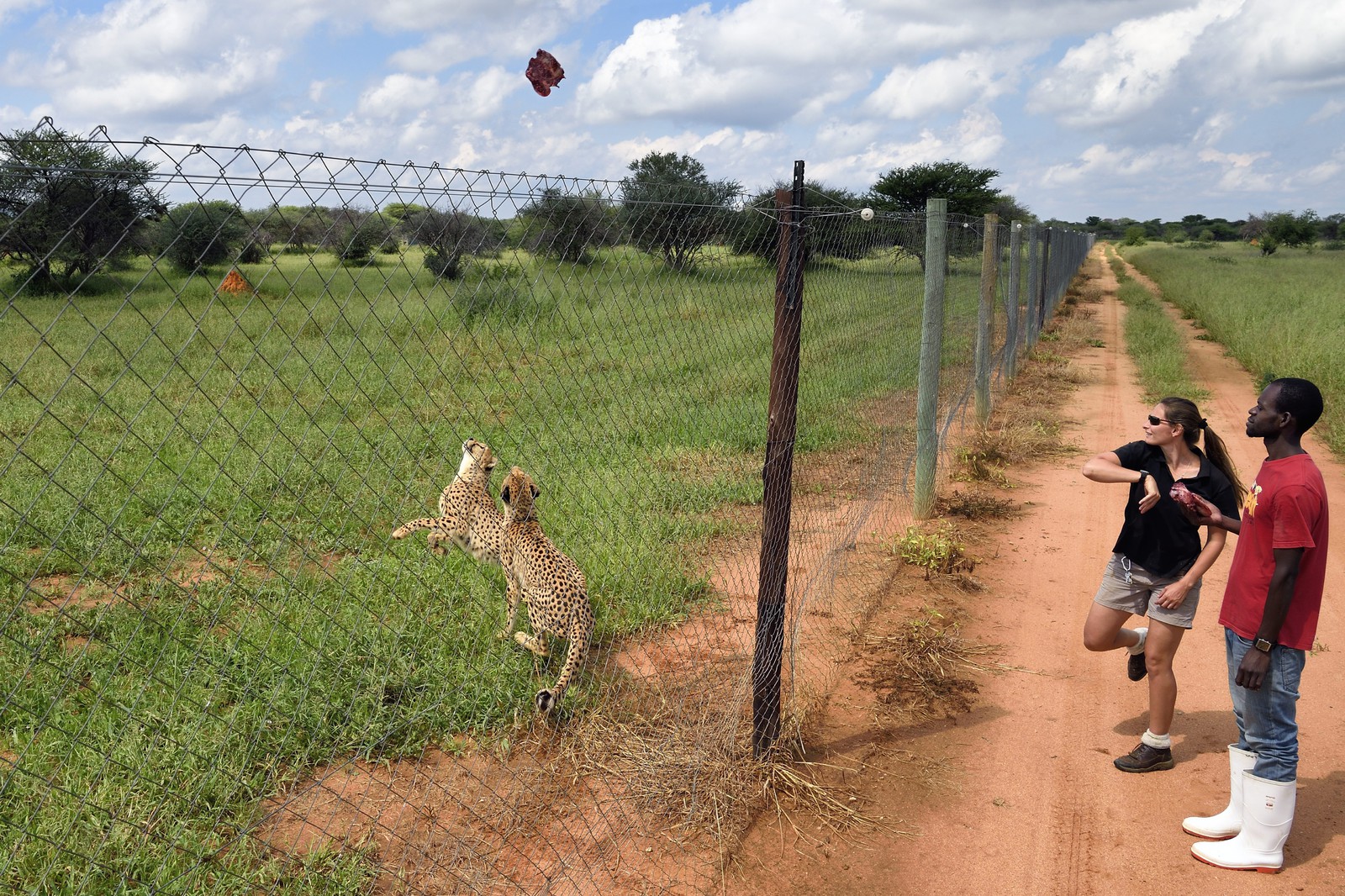 Namibie, Otjiwarongo, Cheetah Conservation Fund, centre de recherche et d'éducation, nourrissage de guépards (Acinonyx jubatus)