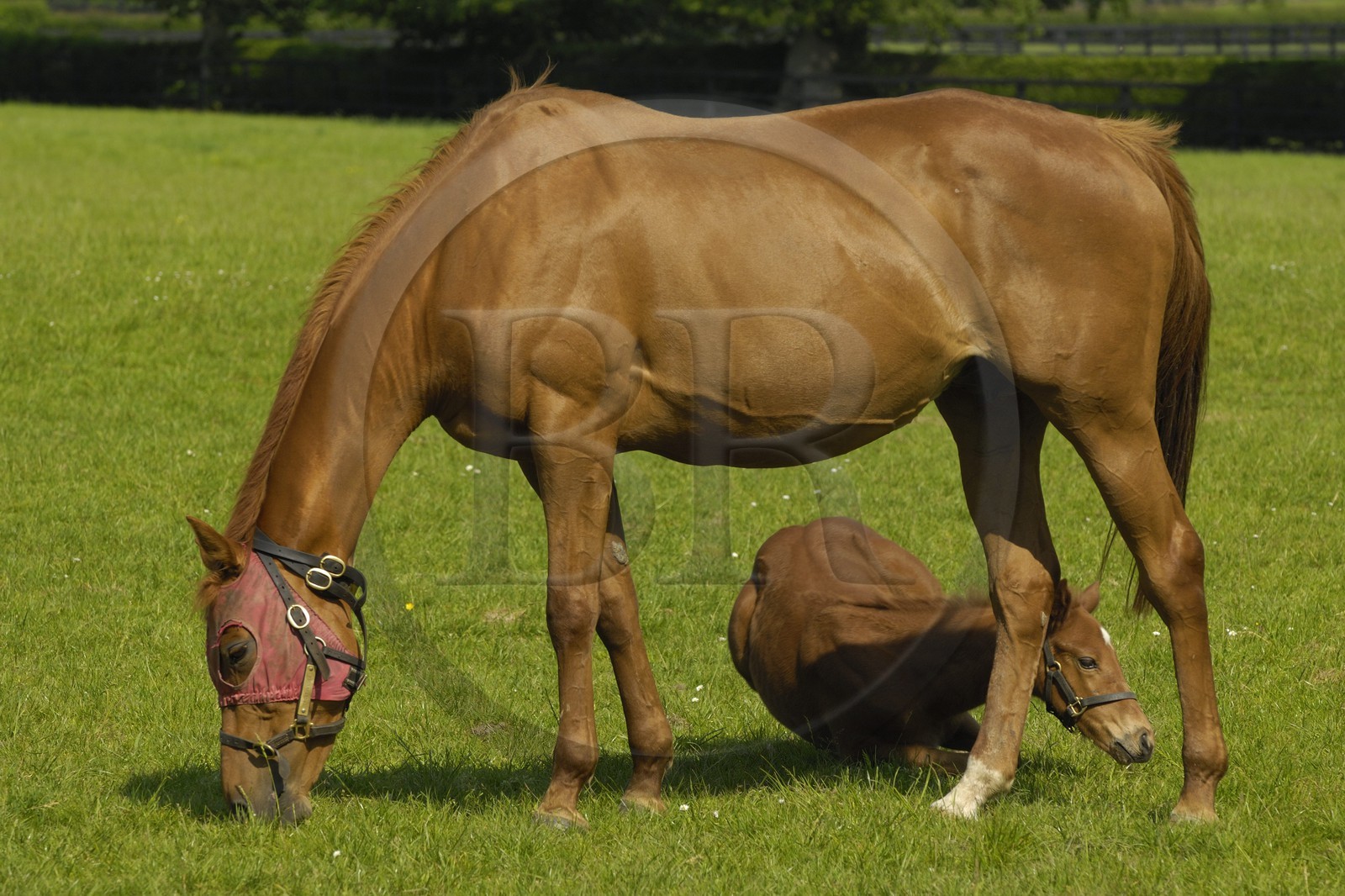 Republic of Ireland, County Kildare, Maynooth, Moyglare Stud