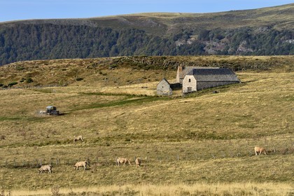 France, Cantal, Parc Naturel Régional des Volcans d'Auvergne (regional nature park of Auvergne volcanoes), Brezons valley, mountain pastures