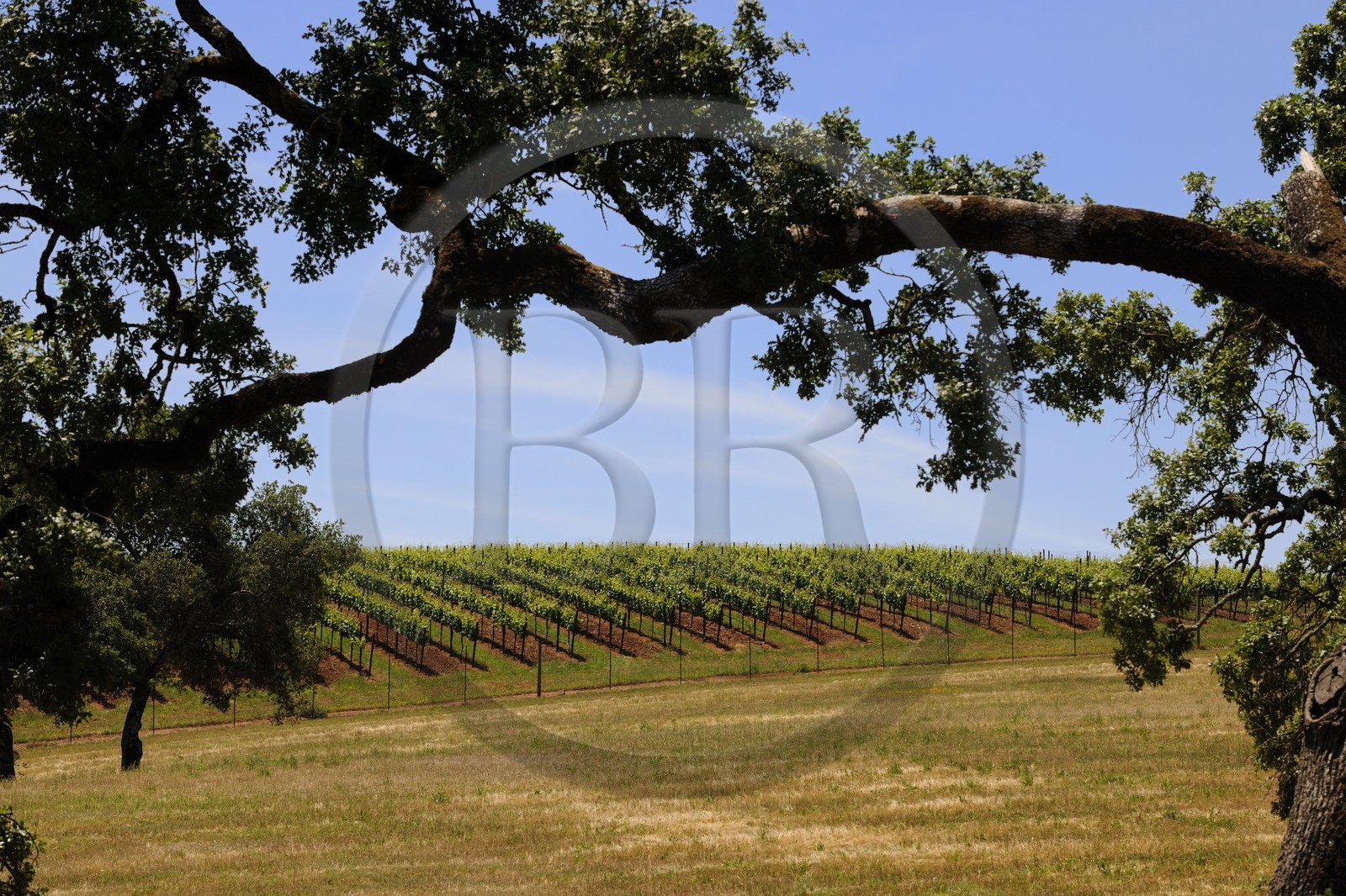 Etats-Unis, Californie, Sonoma County, le vignoble de la propriété Arista