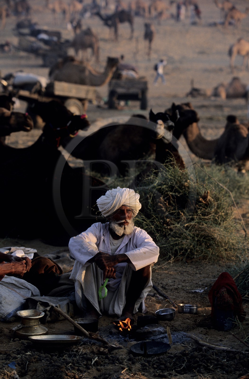 India, Rajasthan State, camel fair of Pushkar, the camp at dawn