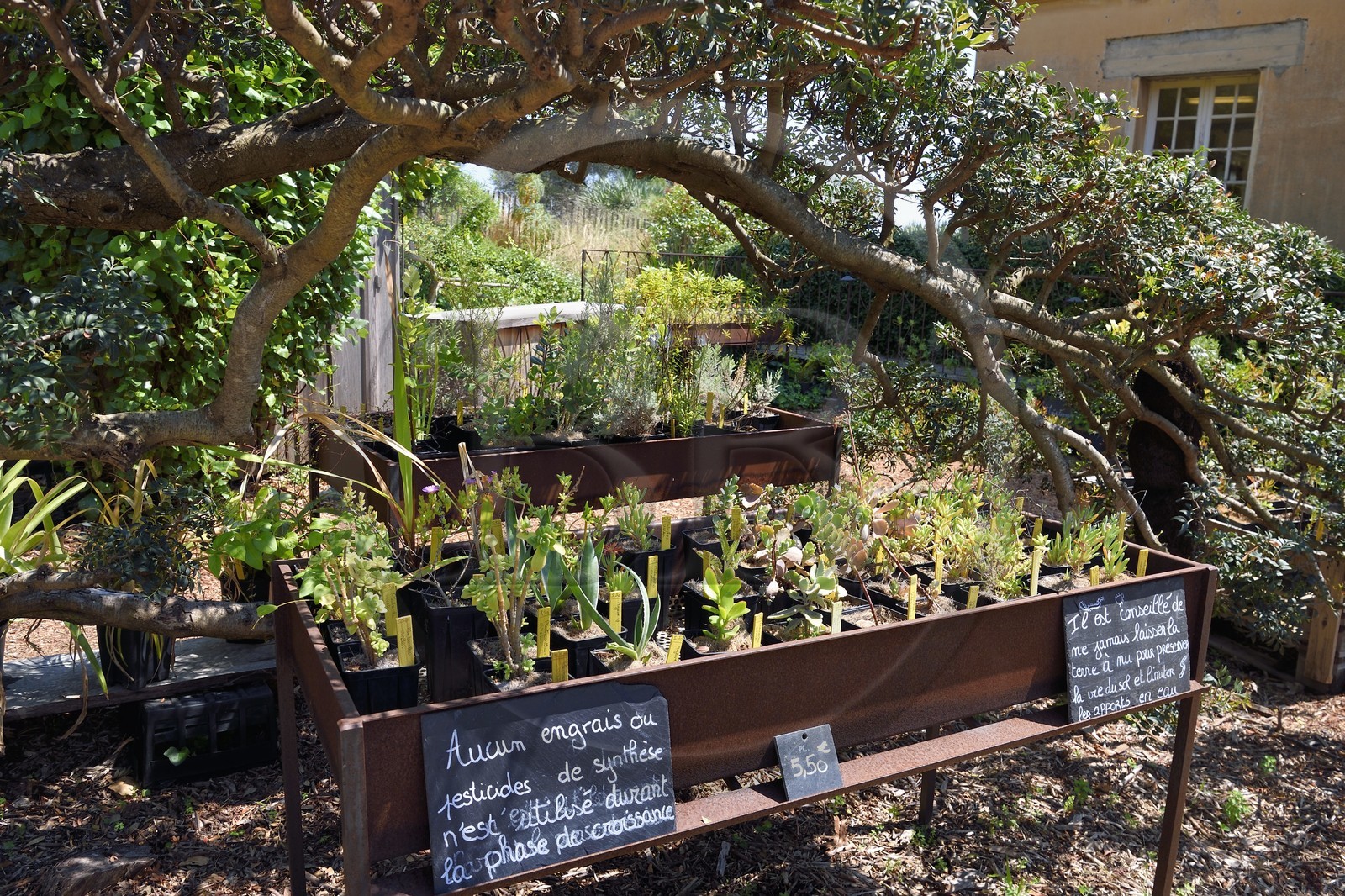 France, Var (83), Rayol-Canadel-sur-Mer, Domaine du Rayol, le jardin des Méditerranées, propriété du conservatoire du littoral mention obligatoire, la pépinière de production propose aux visiteurs de repartir avec un souvenir du Jardin