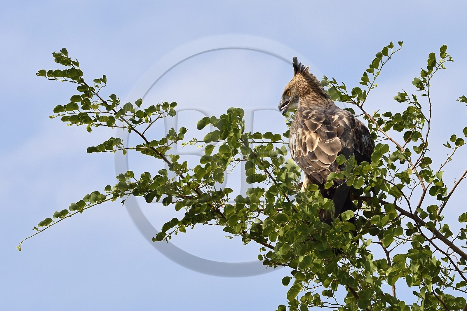 Sri Lanka, province d'Uva, Parc national d'Uda Walawe (Udawalawe National Park), aigle huppé (Nisaetus cirrhatus)