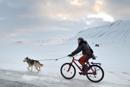 Norway, Svalbard, Spitzbergen, Adventdalen valley near Longyearbyen, dog walk riding a bicycle with a rifle to guard against the possible danger of polar bears