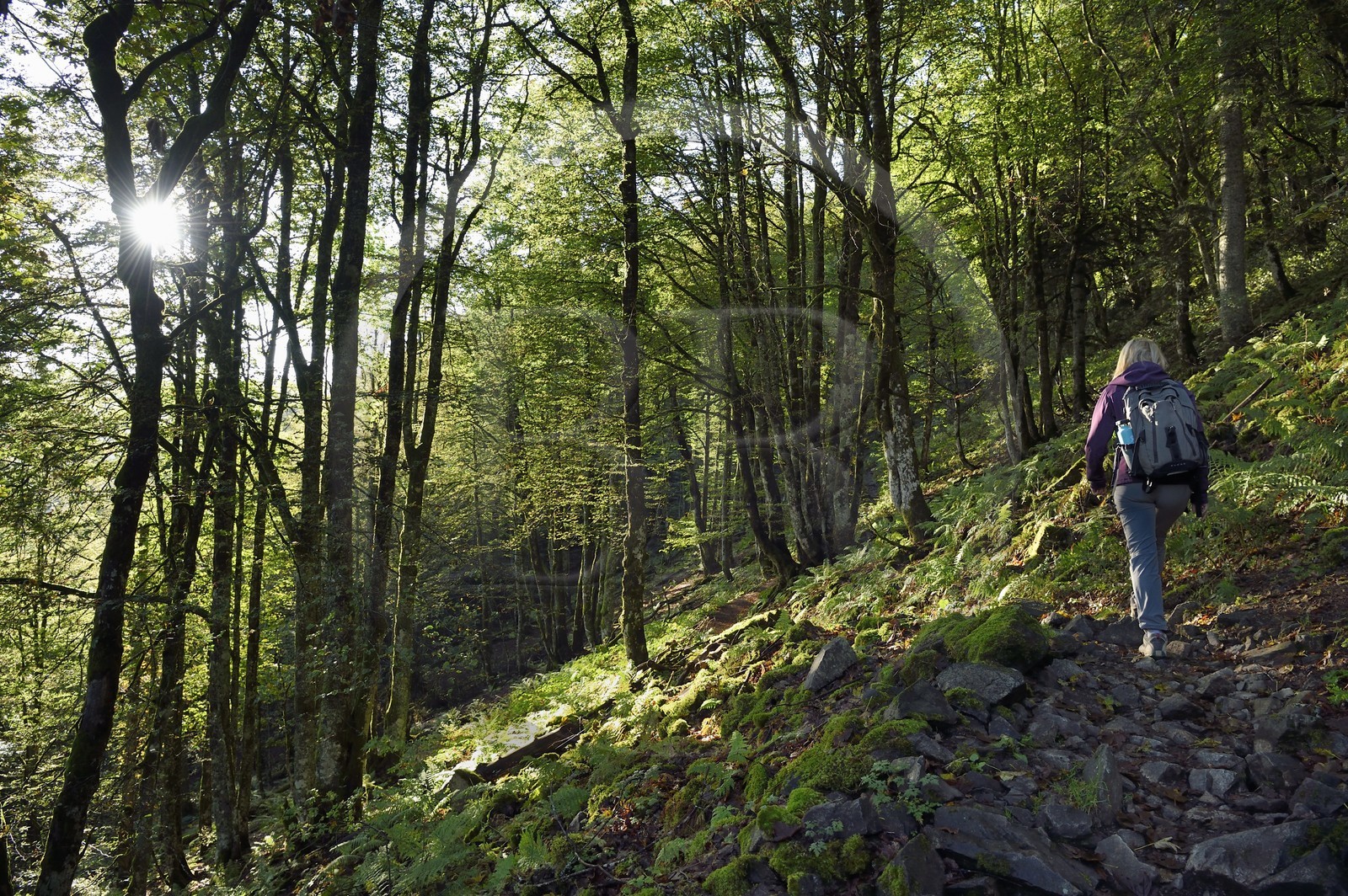 France, Vosges (88), Parc naturel régional des ballons des Vosges, Saint-Maurice-sur-Moselle, randonneur marchant vers le Col des Perches non loin de Gazon Rouge