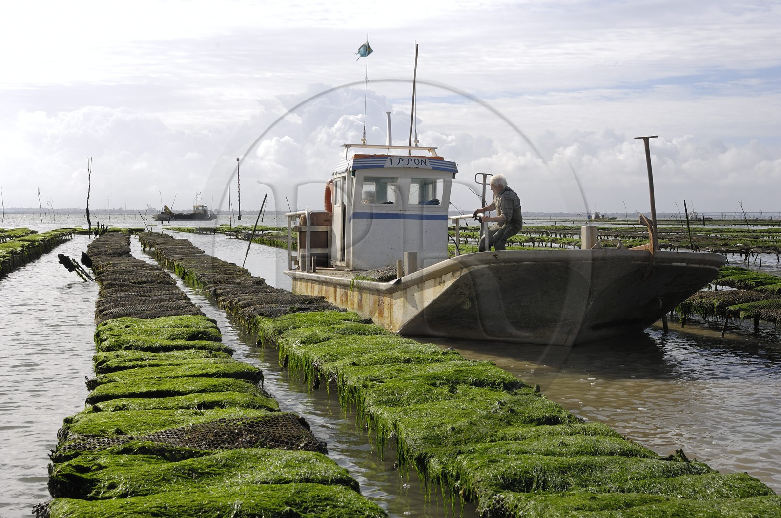 France, Charente-Maritime (17), le bassin Marrennes-Oléron au large de l'Ile d'Oléron, chaland dans les parcs à huîtres