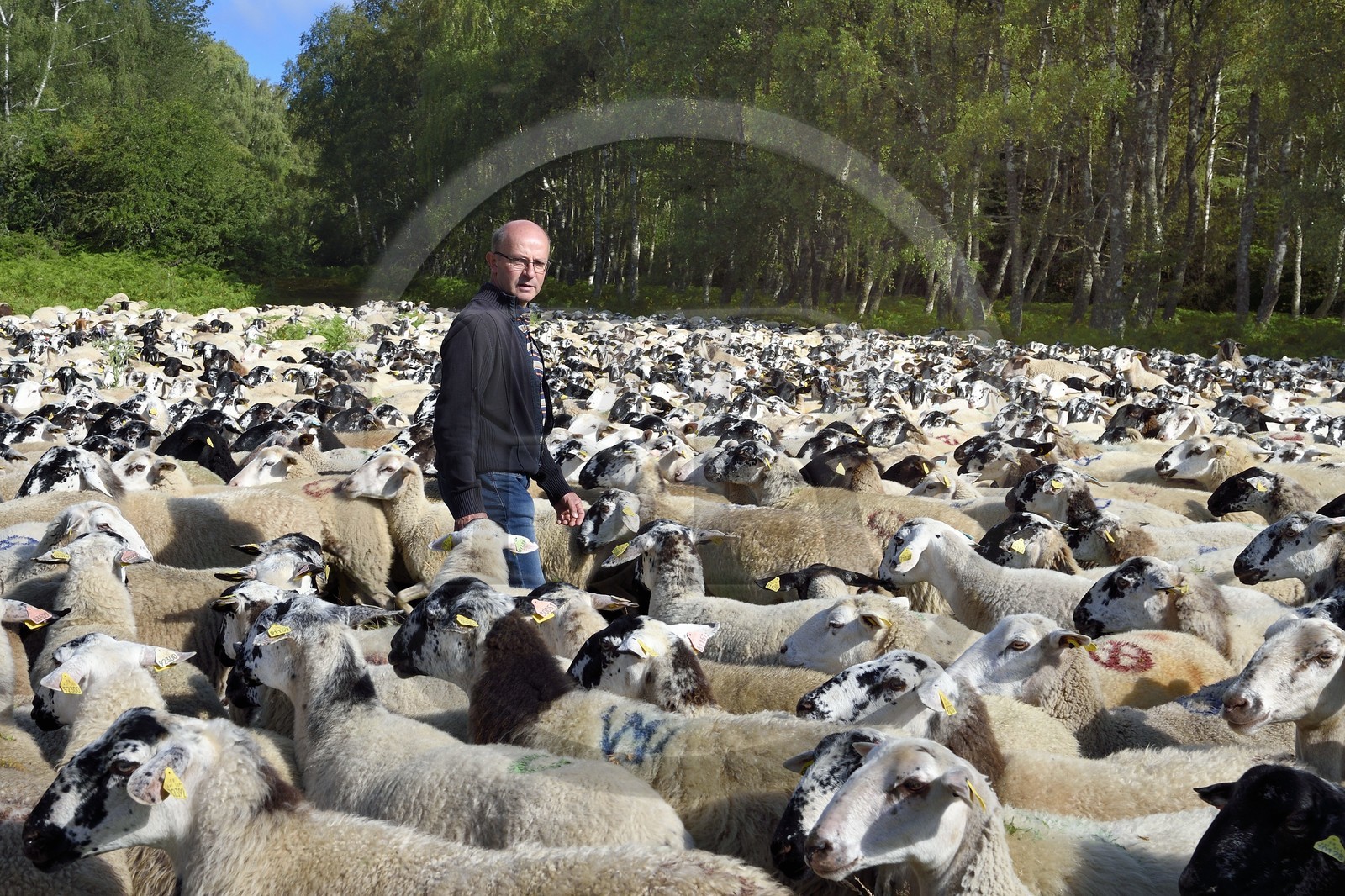 France, Puy-de-Dôme (63), Parc Naturel Régional des Volcans d'Auvergne, Chaine des Puys classée Patrimoine Mondial de l’UNESCO, l'éleveur ovin Jean-Luc Tourreix avec son troupeau de brebis Rava dans la forêt au pied du volcan Puy de Dôme