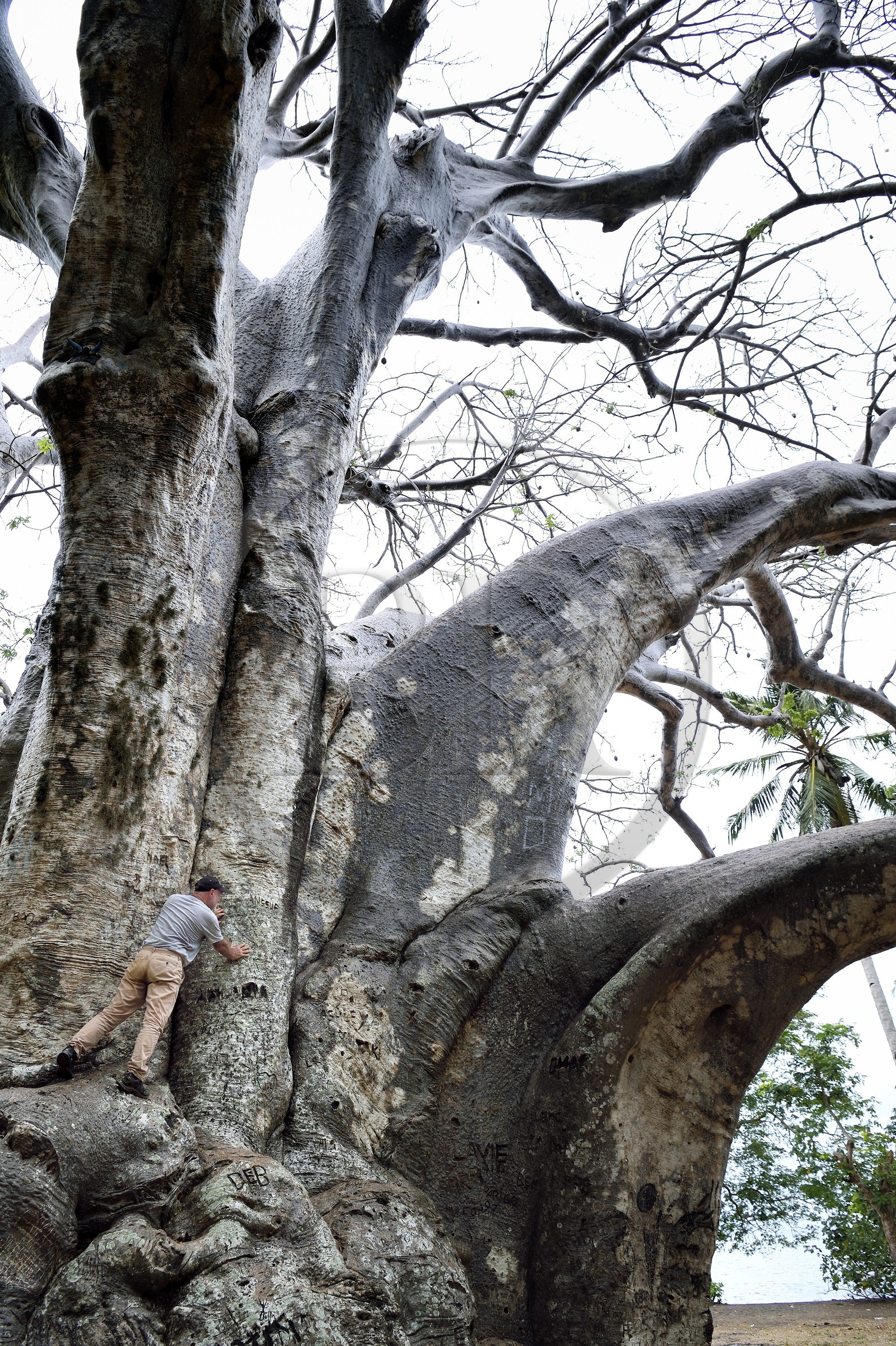 France, Mayotte island (French overseas department), Grande-Terre, Bandrele, Musical plage, the largest baobab on the island