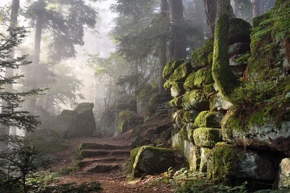 France, Bas-Rhin (67), Mont Saint-Odile, le Mur Païen, vestige d'un mur d'enceinte probablement de l'époque mérovingienne d'une longueur totale de onze kilomètres, lever de soleil dans la brume du petit matin