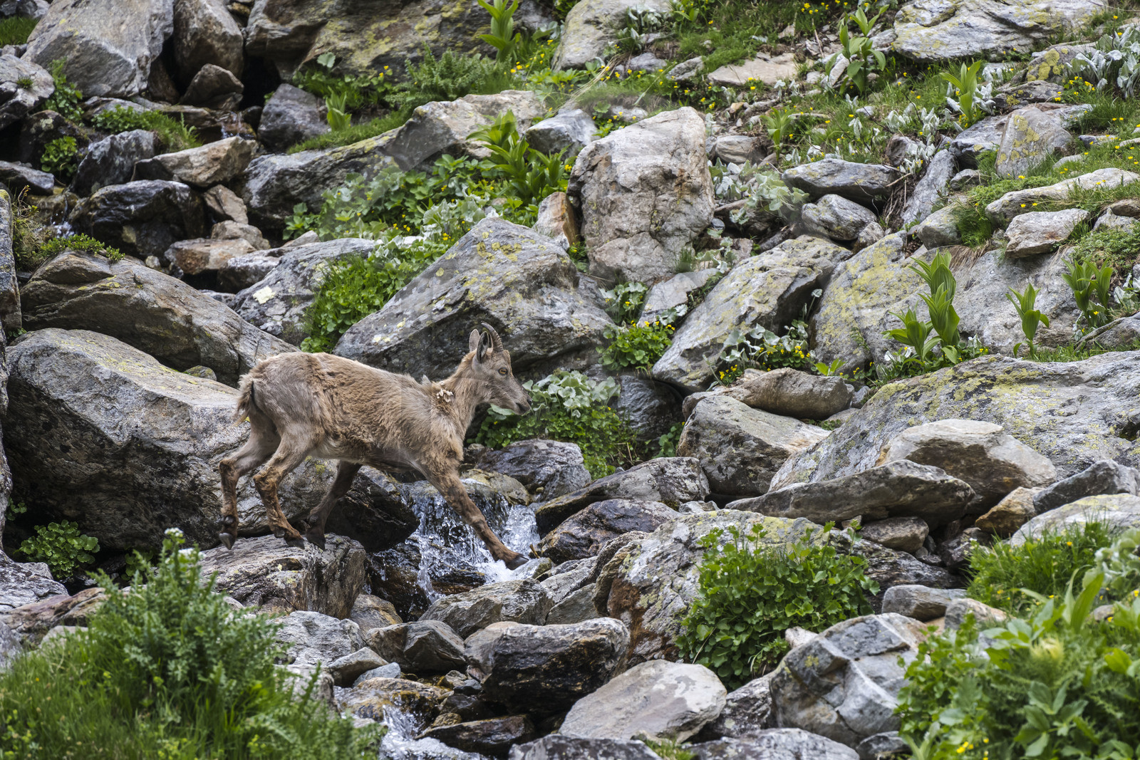 France, Alpes-Maritimes, Parc National du Mercantour (Mercantour national park), Haute Vesubie, Saint Martin Vesubie, Val du Haut Boréon, female Alpine ibex (Capra ibex) near Lake Trecolpas
