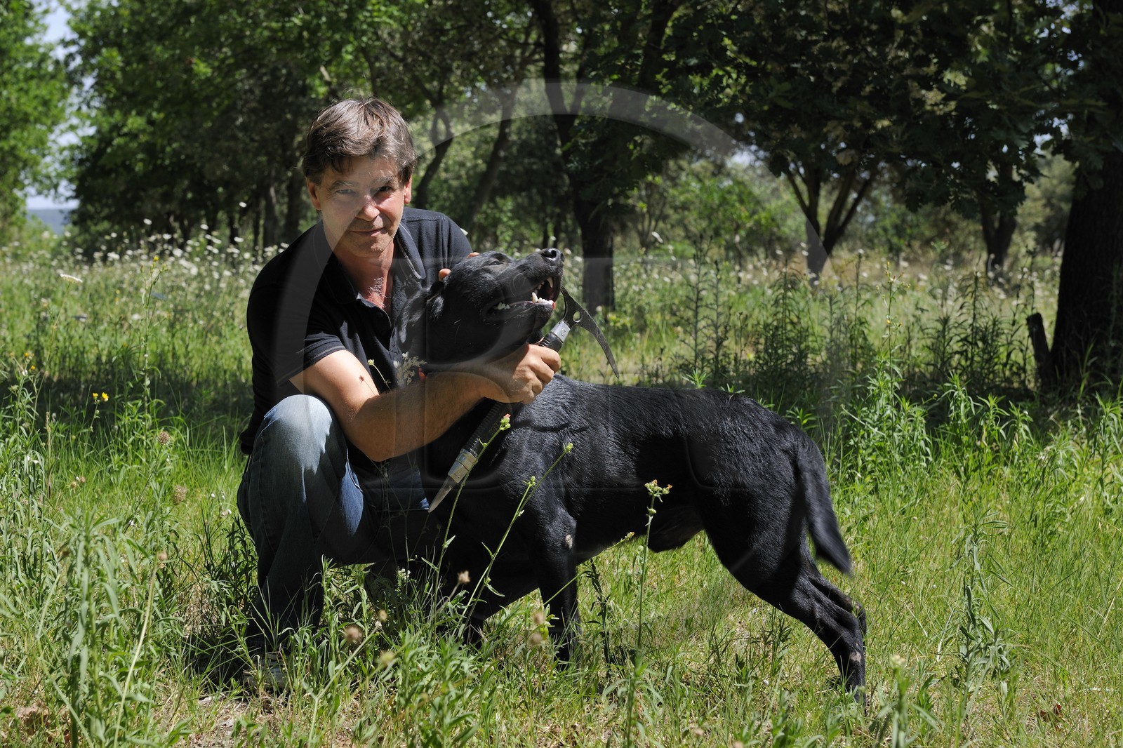 France, Gard (30), région du Pays d'Uzège, Uzès, Michel Tournayre créateur des “Truffières du Soleil” dans sa plantation truffière avec un de ses chiens truffiers