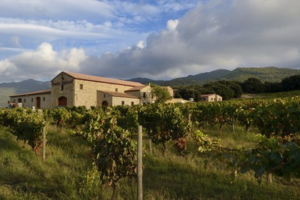 France, Corse-du-Sud (2A), region de Sartène, domaine viticole Fiumicicoli