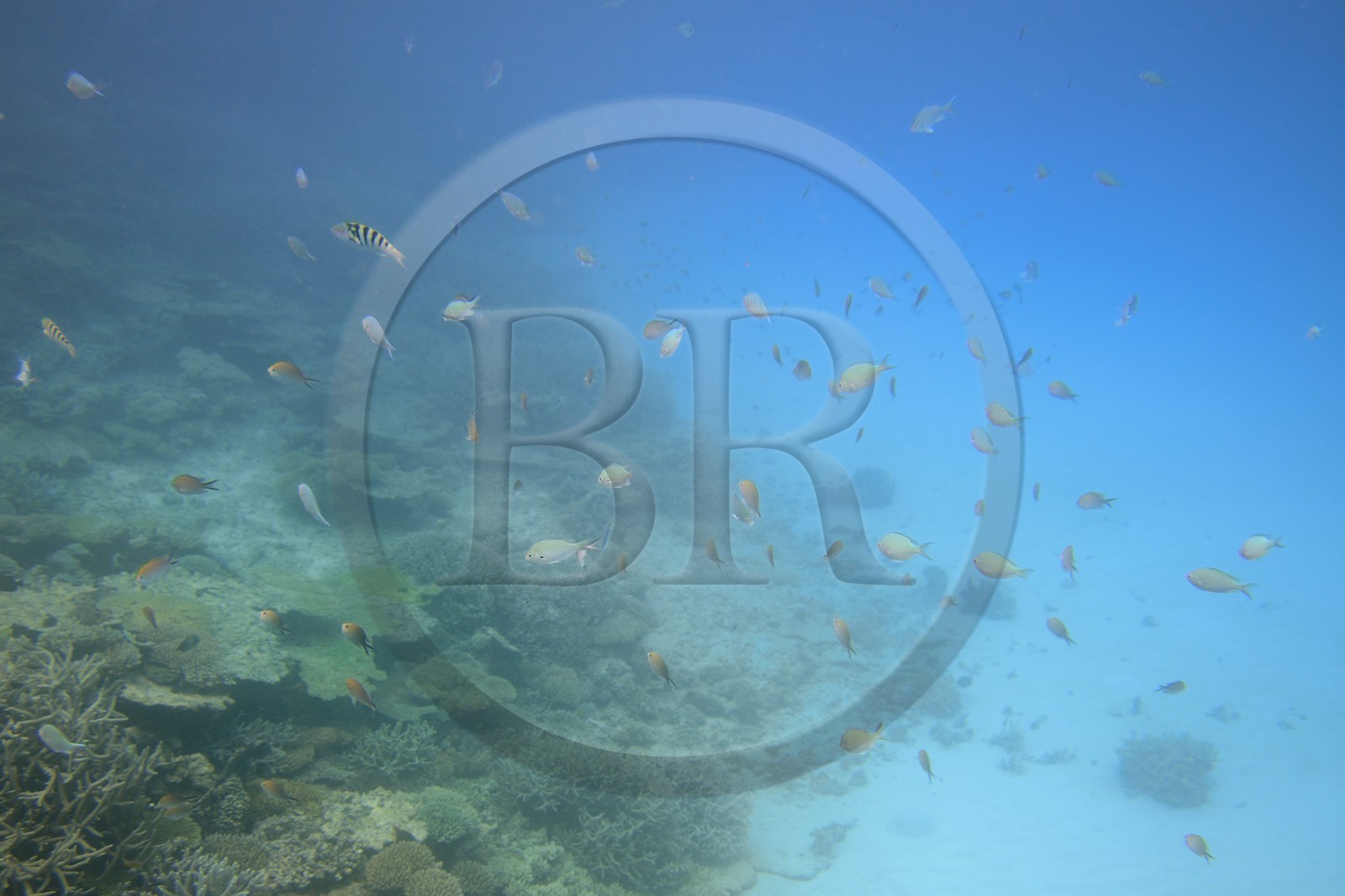 France, Ile de Mayotte, Grande-Terre, récif de corail dans la lagune face à la pointe Saziley  sur la cote Est