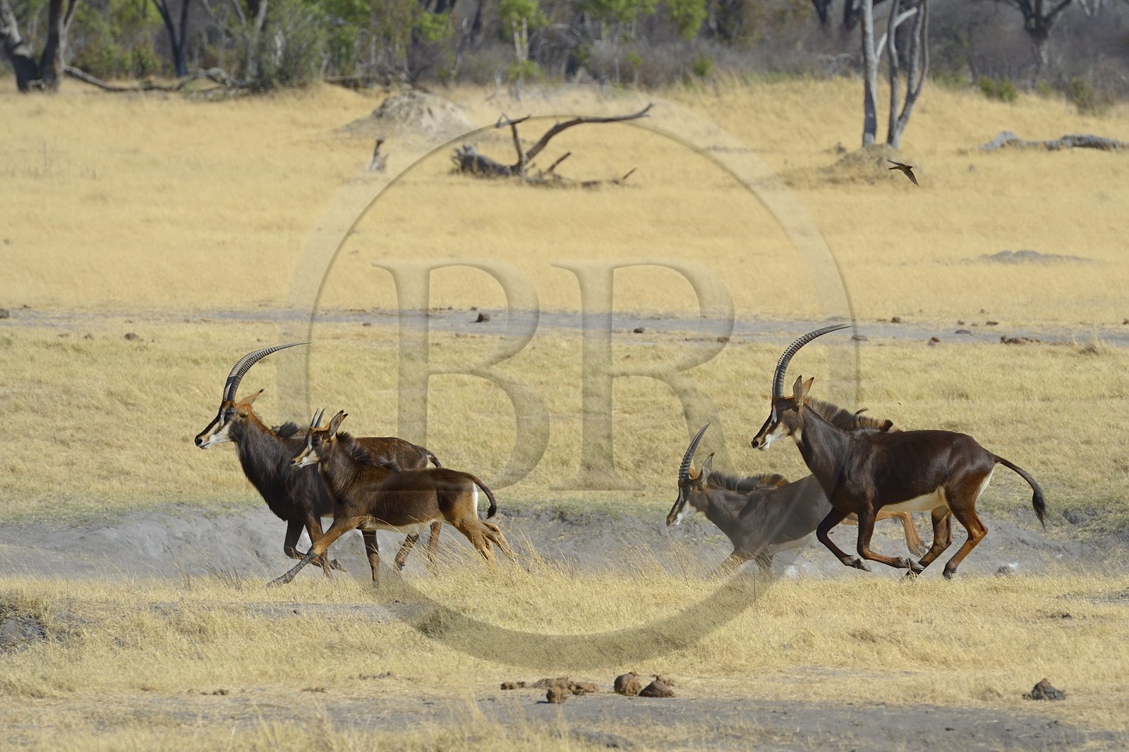 Zimbabwe, province de Matabeleland septentrional, parc national Hwange, antilope rouanne (Hippotragus equinus) ou antilope cheval