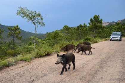 France, Var (83), Agay commune de Saint-Raphaël, les sangliers (Sus scrofa) prolifèrent dans le massif de l'Estérel