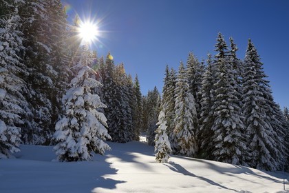 France, Haute-Savoie (74), Morzine, la vallée d'Aulps, massif du Chablais, domaine skiable des Portes du Soleil, la forêt enneigée sur le Pléney (1554m)
