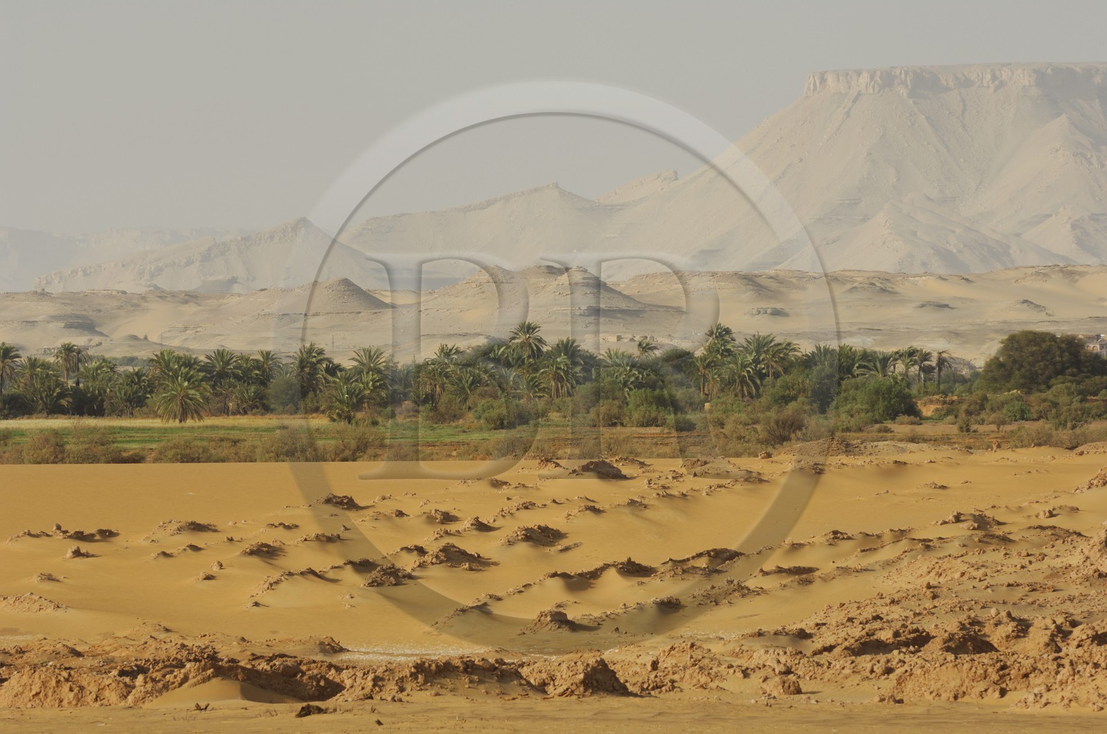 Egypte, désert libyque, oasis de Dakhla, travaux des champs