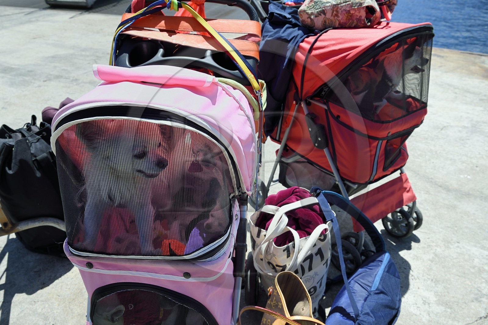 Italie, Sicile, iles Eoliennes, classées Patrimoine Mondial de l'UNESCO, ile de Stromboli, transport de petits chiens dans des poussettes aménagées