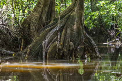 France, Guyane, Kourou, camp Maripas dans la forêt tropicale, Pterocarpus officinalis aux grands contreforts ondulés ou moutouchi-marécage en créole guyanais dans une crique, petite rivière, affluent du fleuve Kourou