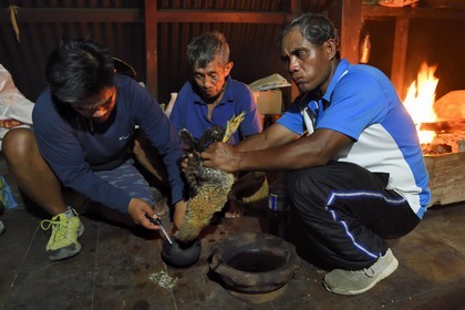 Philippines, province d'Ifugao, région de Banaue, village de Cambulo, un chaman Ifugao prédit l'avenir dans les entrailles d'un poulet