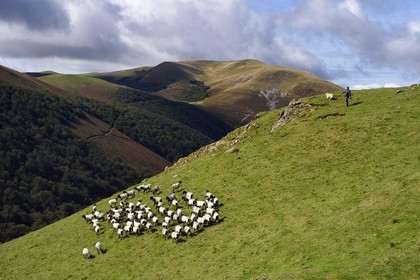 France, Pyrénées-Atlantiques (64), Pays-Basque, chemin de Saint-Jacques de Compostelle sur le GR 65 entre Saint-Jean-Pied-de-Port et Roncevaux vers le col de Bentarte, berger et son troupeau de brebis manech tête noire sur les pentes du Leizar Atheka