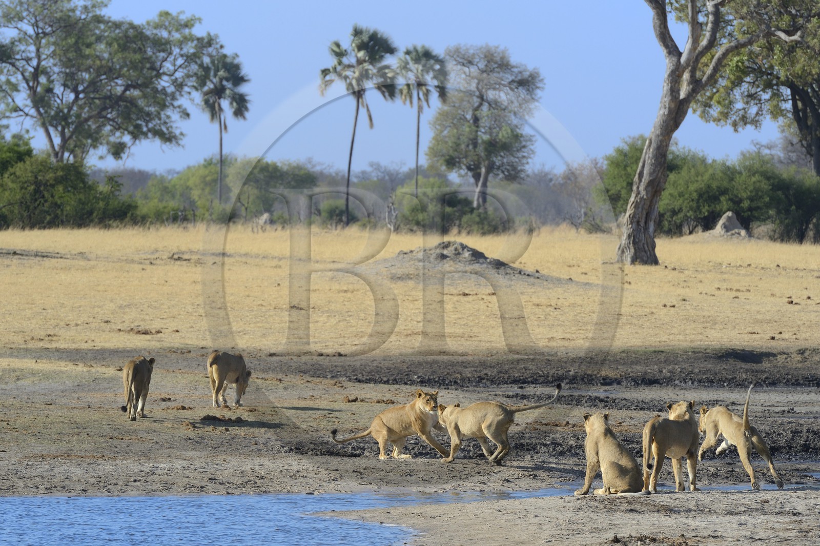 Zimbabwe, province de Matabeleland septentrional, parc national Hwange, groupe de lions (Panthera leo) autour d'un point d'eau
