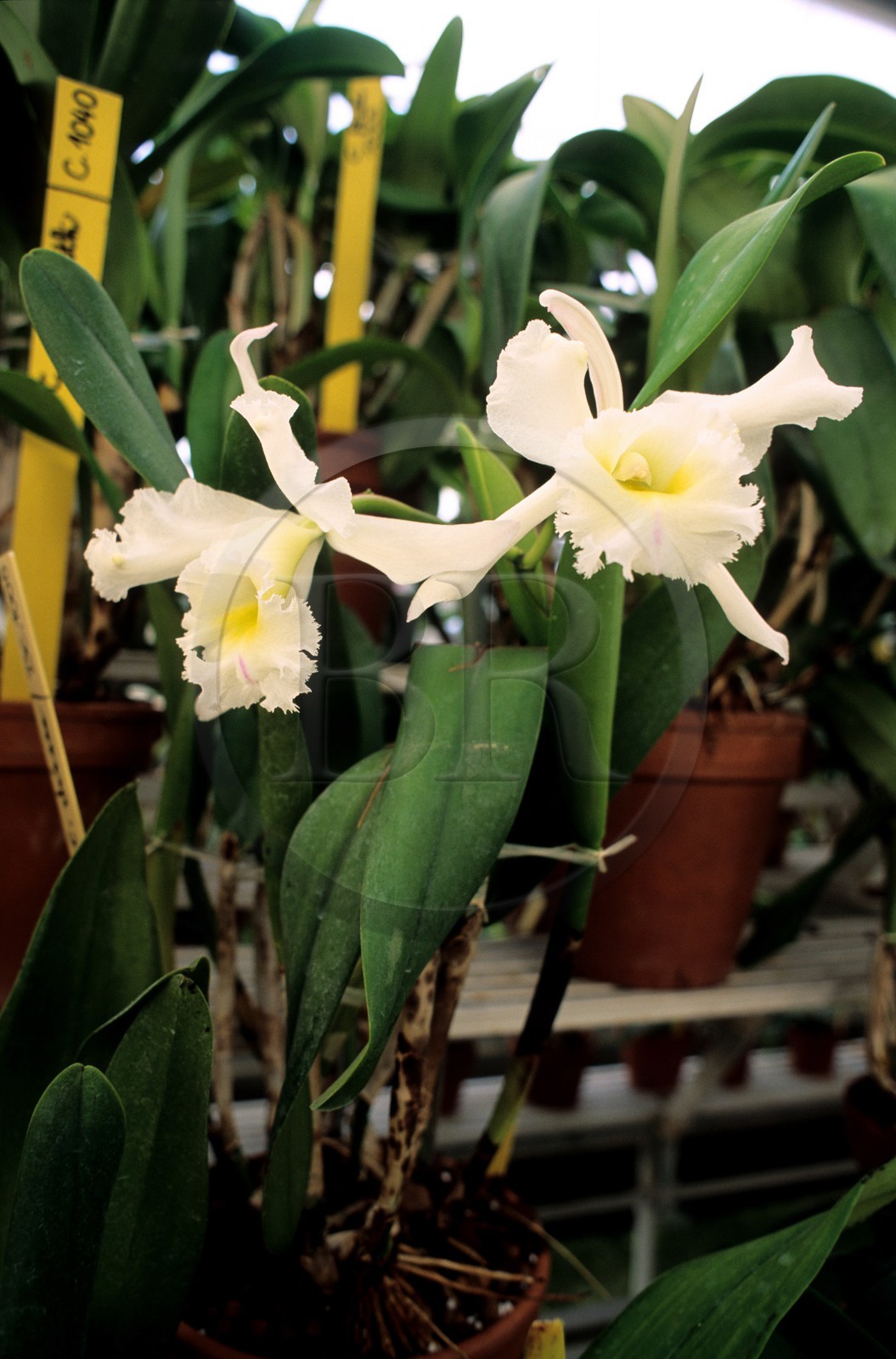 France, Paris (75), jardin du Luxembourg, les serres, orchidées
