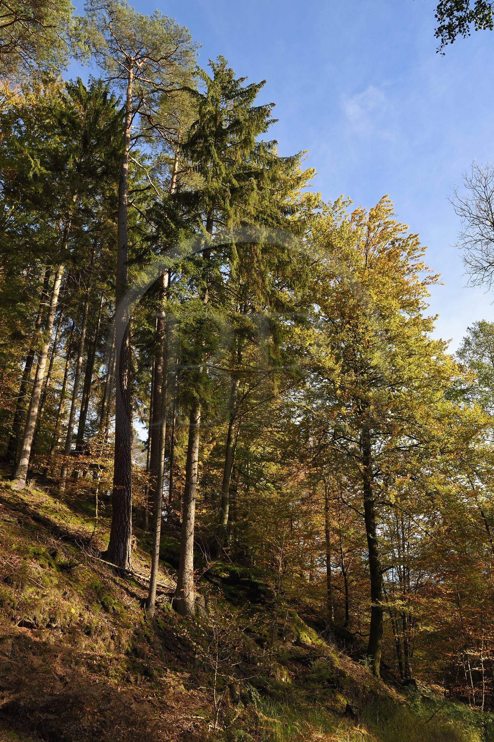 France, Bas-Rhin (67), Parc Naturel régional des Vosges du Nord, La Petite Pierre, forêt de hêtraie-sapinière