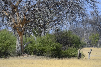 Zimbabwe, province de Matabeleland septentrional, parc national Hwange, cobe à croissant (Kobus ellipsiprymnus) aussi appelé waterbuck ou antilope sing-sing