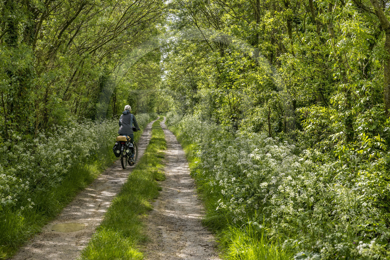France, Vendée (85), Parc Interrégional du Marais Poitevin labellisé Grand Site de France, Maillezais, randonnée cycliste sur la piste de la véloroute Vendée Vélo Tour qui traverse le marais